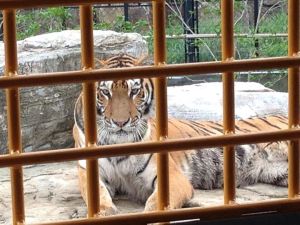 Close up of Tiger at Wild Animal Park
