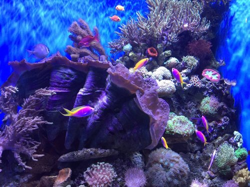 aquarium_fish