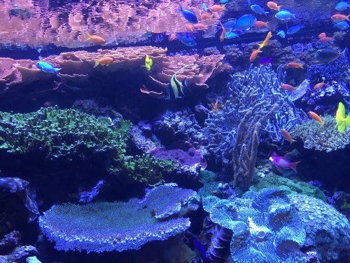 seattle-aquarium-fish